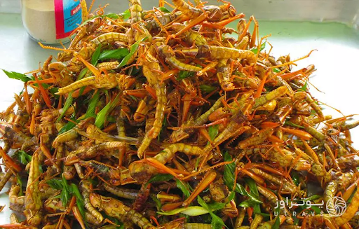 غذاهای عجیب و غریب - لوکوستس (Locusts)ملخ، فلسطین اشغالی 
