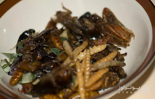 غذاهای عجیب و غریب - حشره سرخ شده ، مکزیک