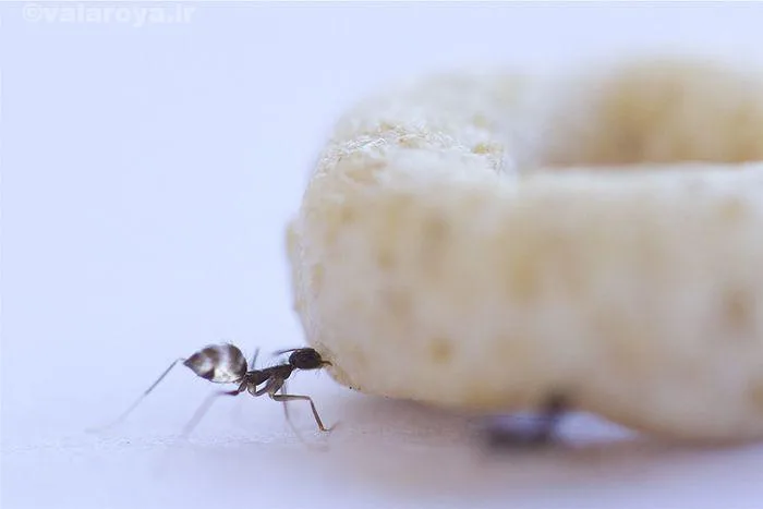 مورچه‌ها می‌توانند اجسام 50 برابر سنگین‌تر از خود را بلند کنند