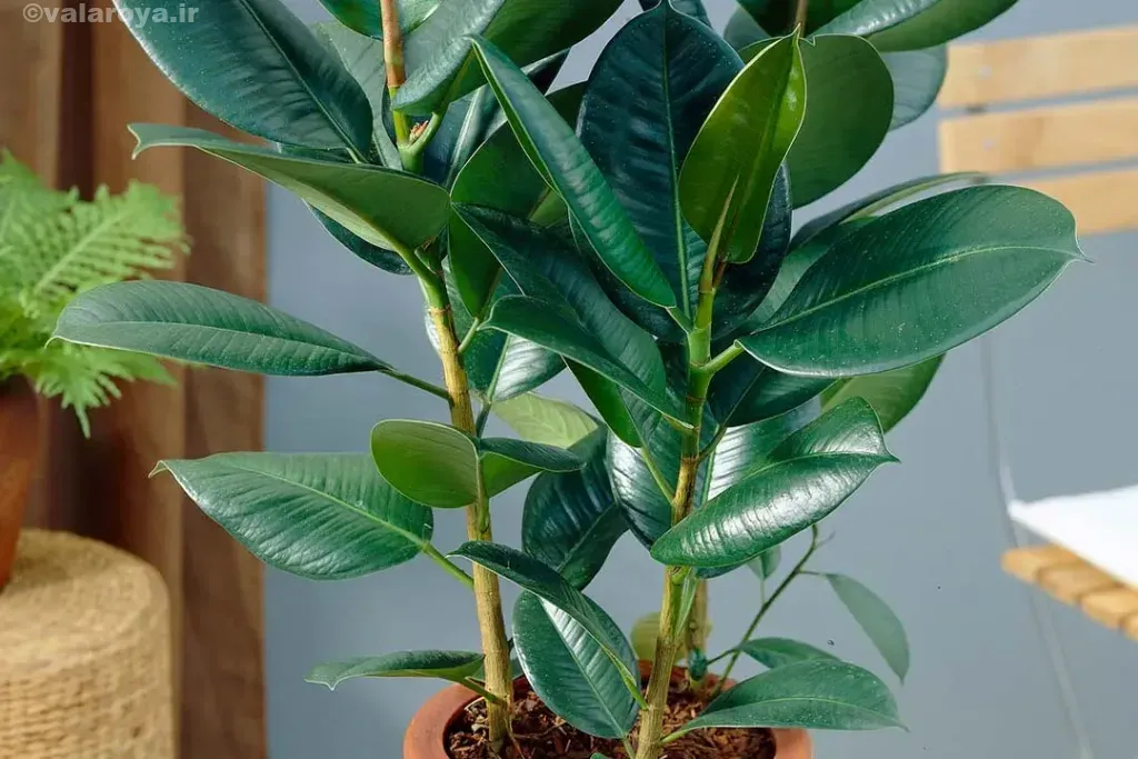 گیاه آپارتمانی فیکوس (Ficus)