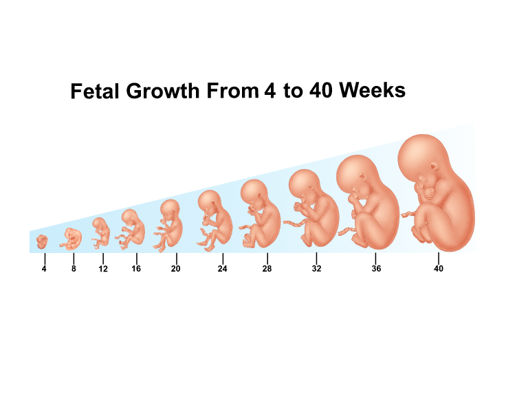 رشد جنین