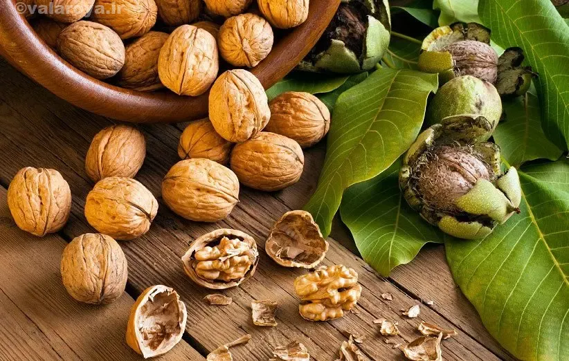 معرفی خواص گردو
