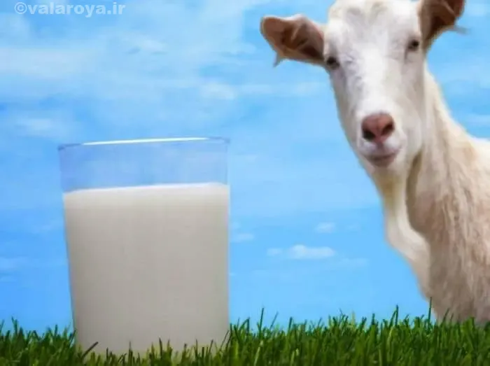 خواص شیر بز برای سلامتی