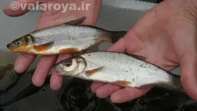 خوشمزه ترین ماهی‌های شمال ایران