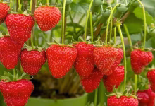 خواص درمانی میوه توت فرنگی