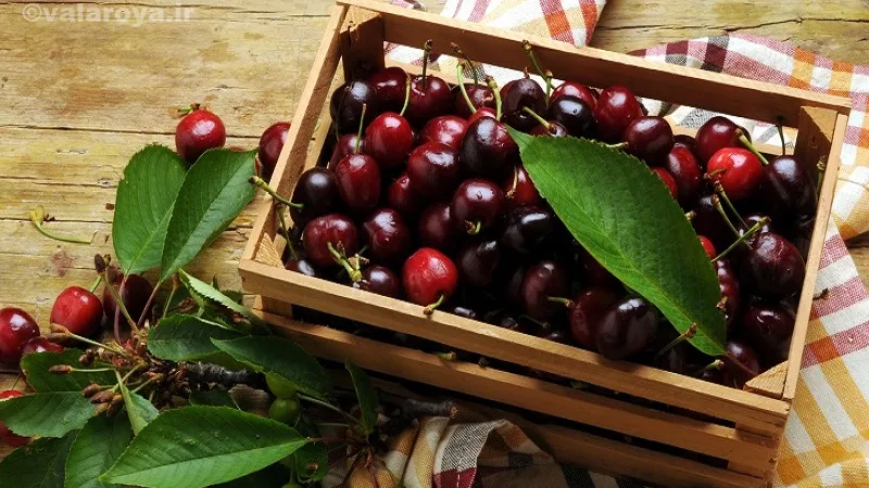 مضرات گیلاس برای مادران شیرده