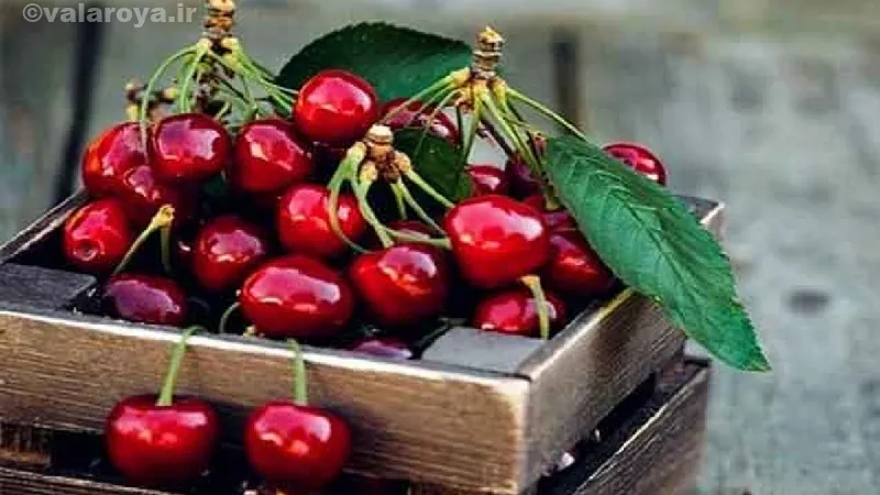 مضرات آلبالو