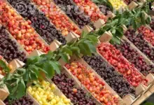 ۴مورد از فواید گیلاس