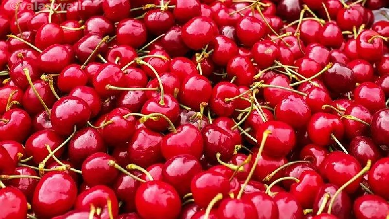 مضرات گیلاس برای مادران باردار