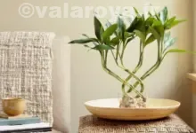 چگونگی کاهش آلودگی هوا با گیاهان