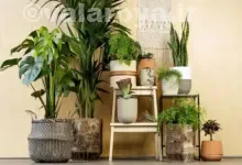 نقش گل و گیاه آپارتمانی در دکوراسیون