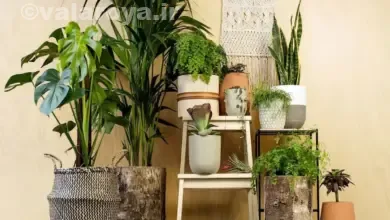 نقش گل و گیاه آپارتمانی در دکوراسیون