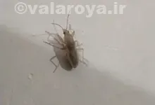حشره سنک