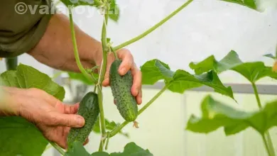 چرا ته خیار تلخ است؟