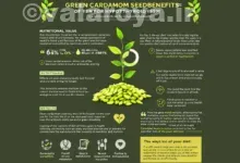 هل برای کم کاری تیروئید