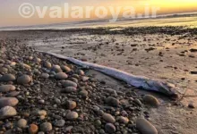 ماهی روز قیامت چیست؟