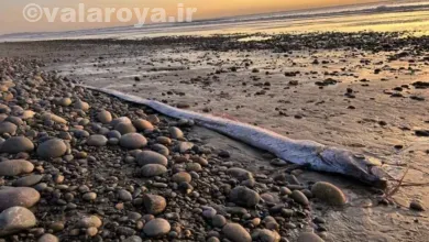 ماهی روز قیامت چیست؟