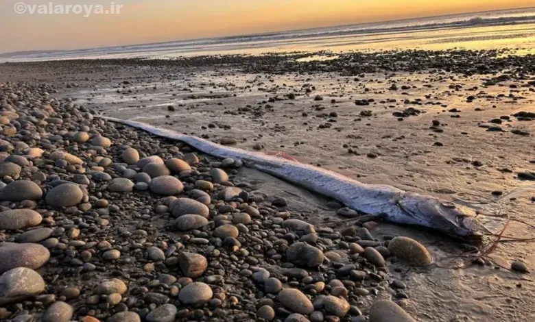 ماهی روز قیامت چیست؟