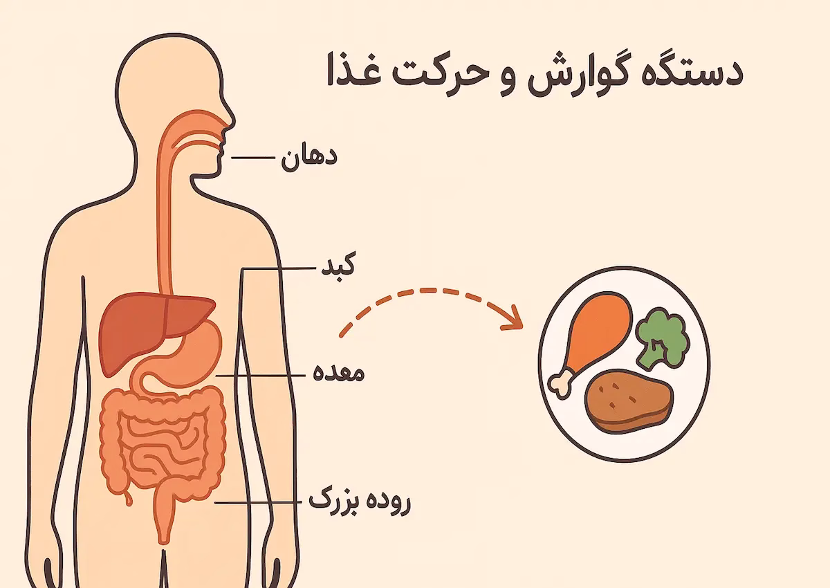 زمان هضم غذاها