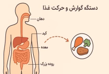 زمان هضم غذاها