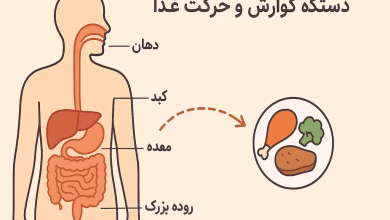 زمان هضم غذاها