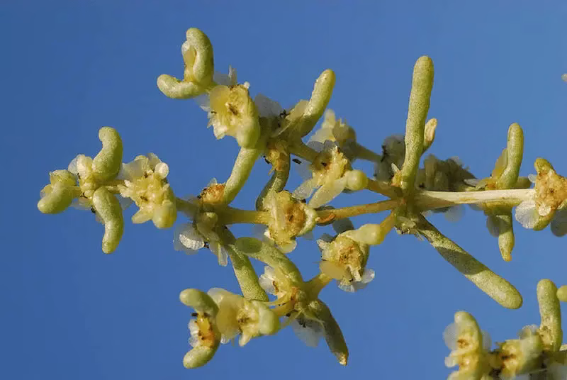 اثر ساپونین موجود در چوغان بر عملکرد سیستم ایمنی