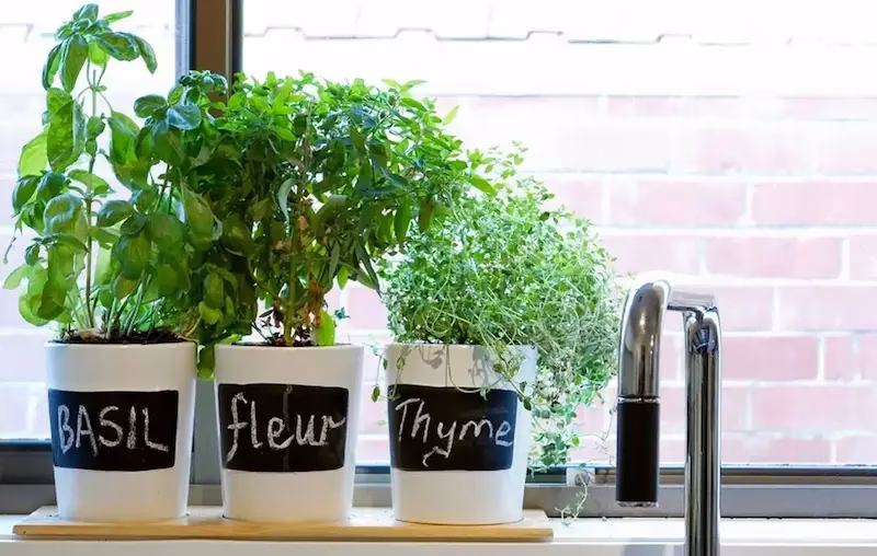 سبزیجات برگ‌دار مناسب پاییز