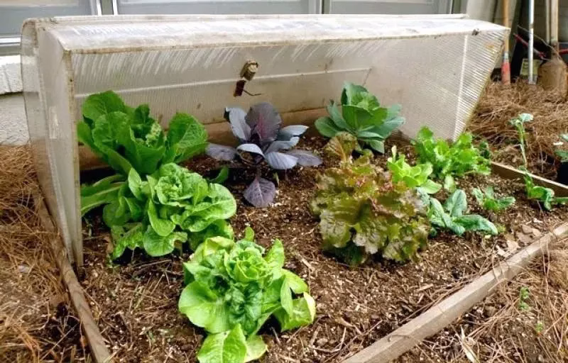 فهرست سبزیجات مناسب برای کاشت در پاییز