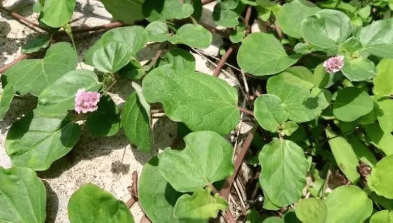 نگهداری و خشک‌کردن بوسور