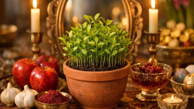 آموزش کاشت هسته نارنج برای سبزه عید