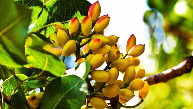 خواص پسته برای قلب