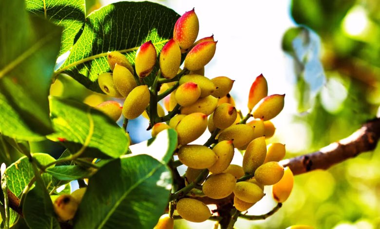 خواص پسته برای قلب