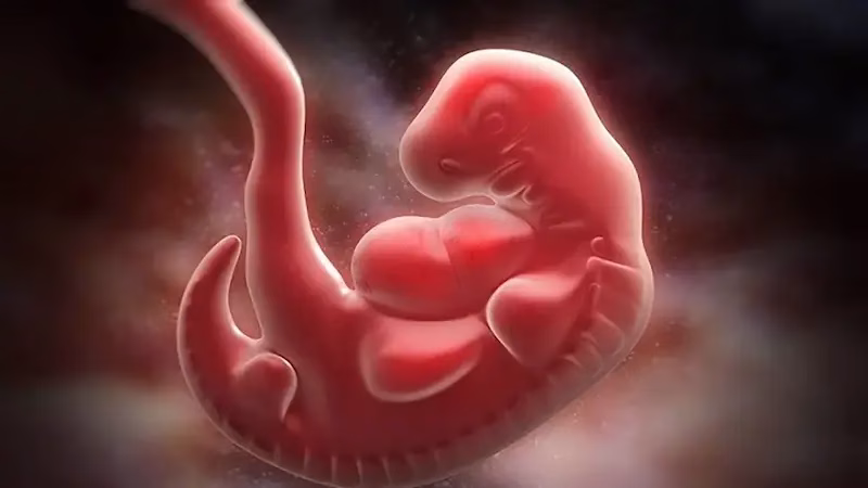 قلب جنین از چه زمانی شروع به شکلگیری میکند؟