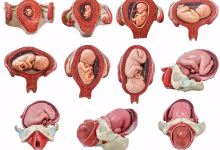 زمان تشکیل قلب جنین چند هفتگی است