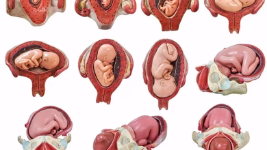 زمان تشکیل قلب جنین چند هفتگی است